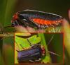 Cantharis fusca